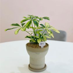 공기정화식물 칼라 홍콩야자 국산 세라믹 컴포트토분